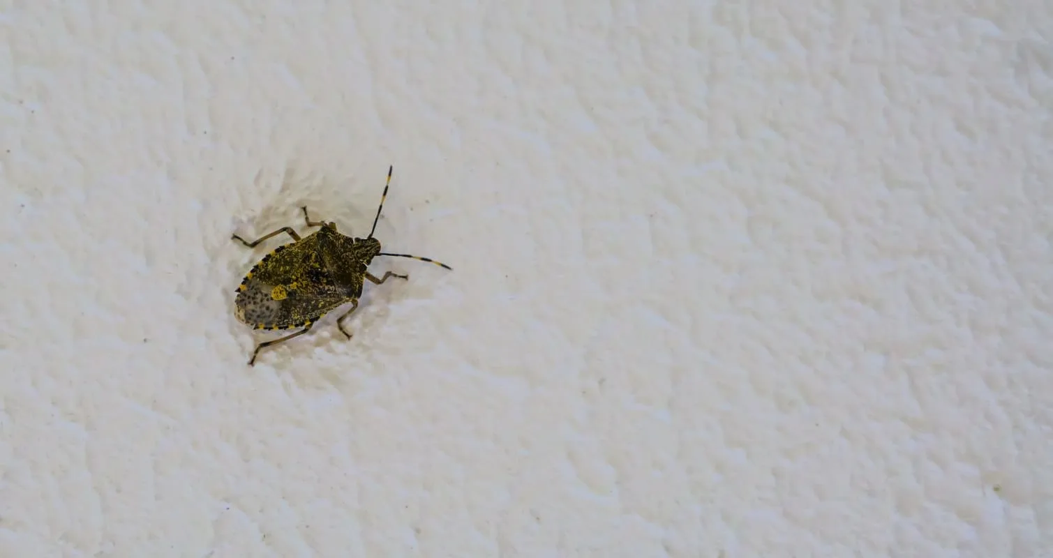 Stink bug sitting on a textured white wall.