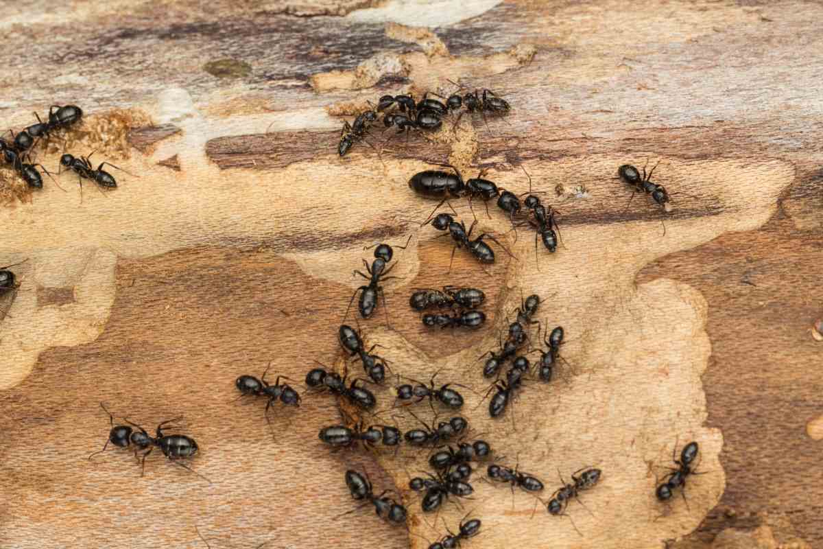 A swarm of ants crawling on a piece of firewood.