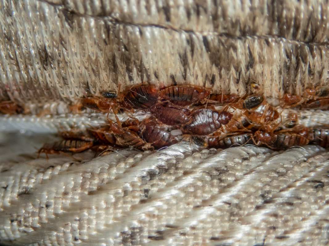 Bedbugs developed unnoticed in the folds and seams of a mattress.
