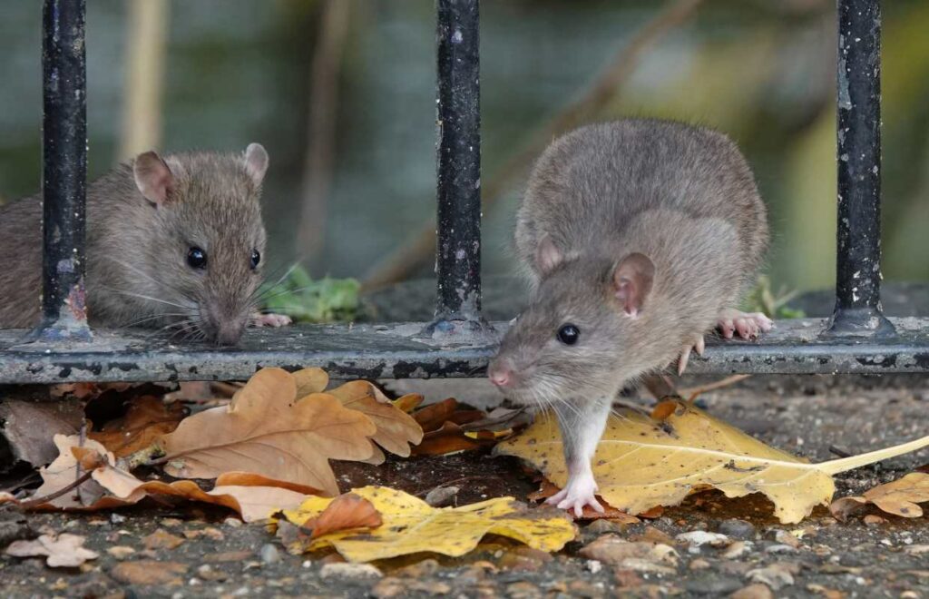 Two brown rats stepping through the railing of a fence on an autumn day