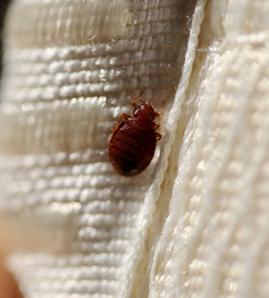 Close-up shot of a bed bug on top of a piece of fabric.