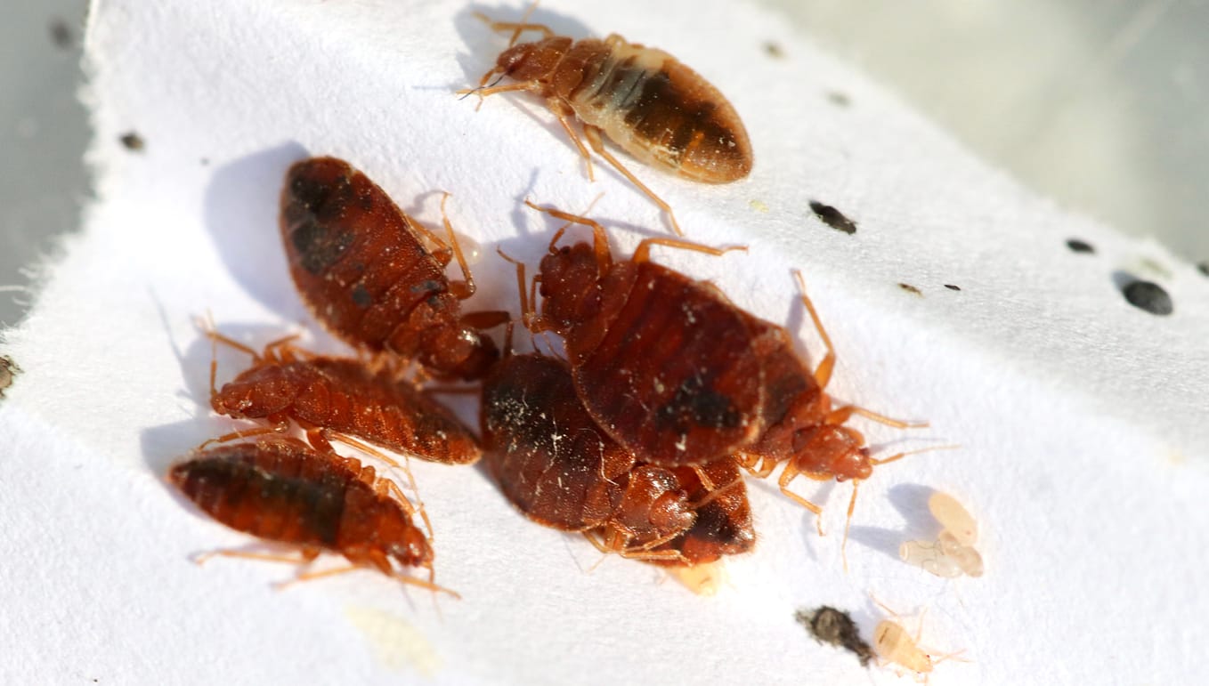 A group of bed bugs with offspring found on top of a piece of thin cloth. 