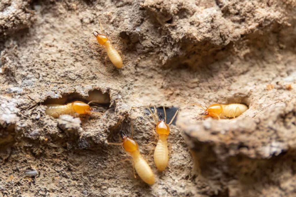 Termites making their nest in old wood.