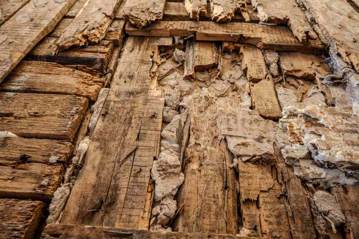 Close-up view of old wooden wall damaged by termites. 
