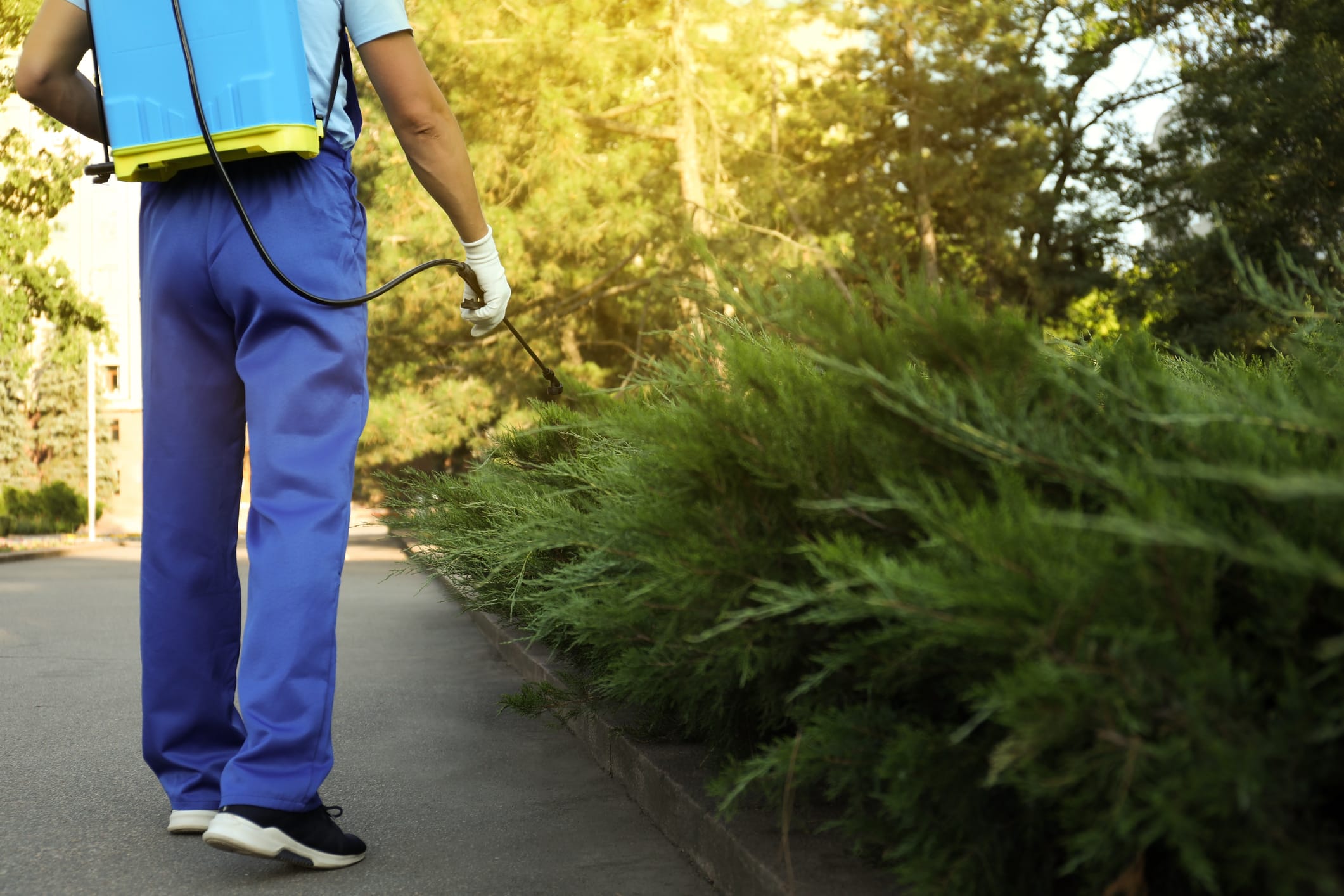 Pest control technician spraying pesticide onto green bush outdoors.

