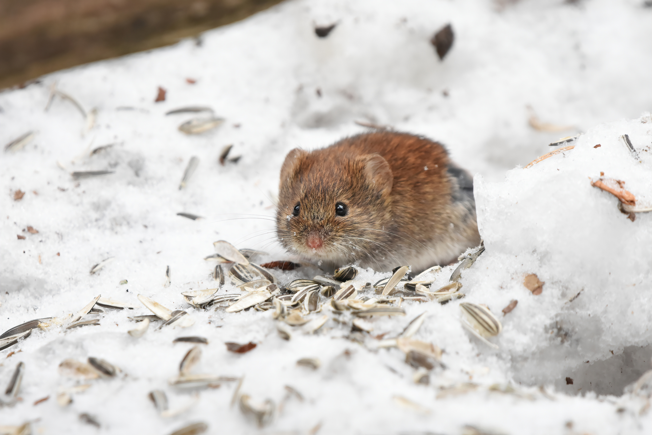  A rodent roaming outside in the snow around a house.
