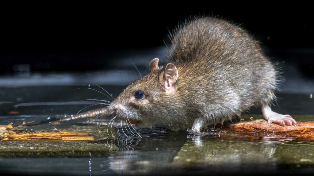 Rat found outside on top of standing water.
