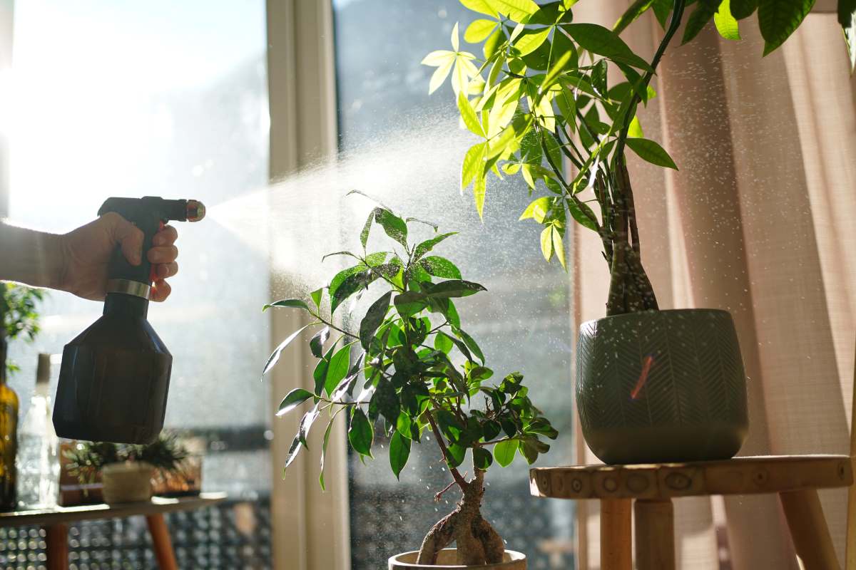 Spray bottle of insecticide being used on house plants. 
