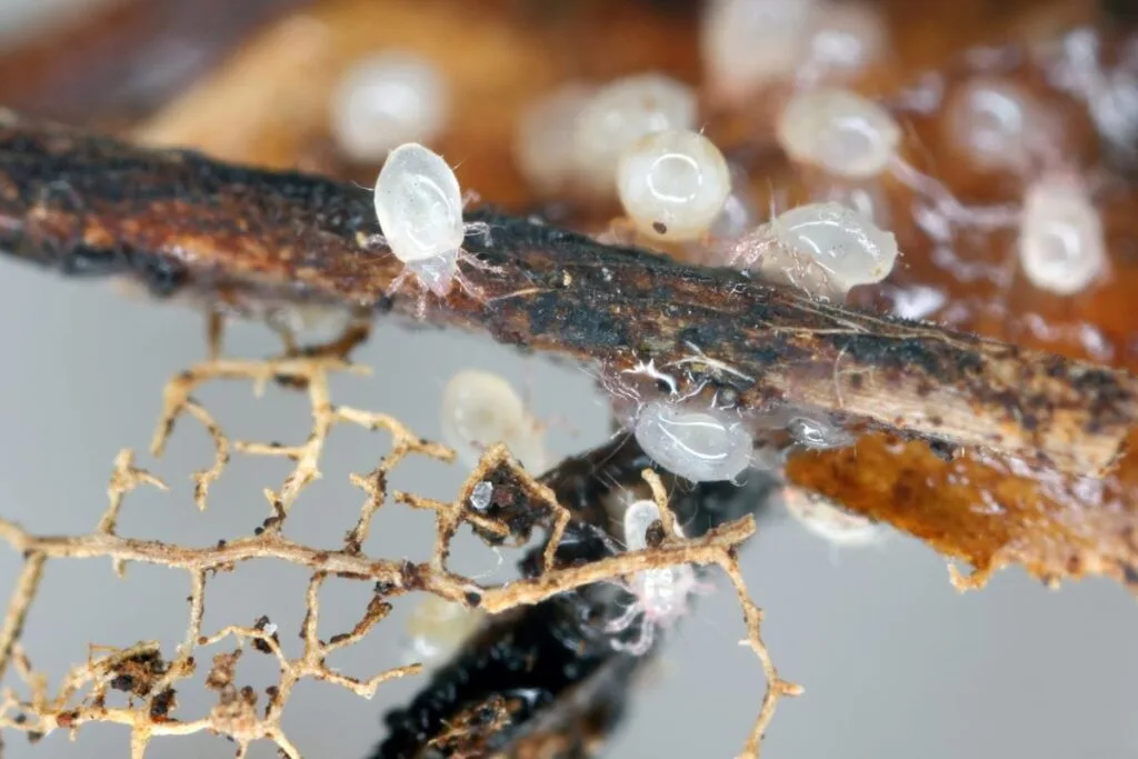 A group of mites gathered on a small branch and leaf.