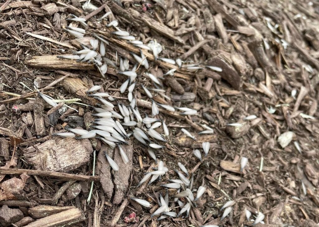 Termite damage documentation photo