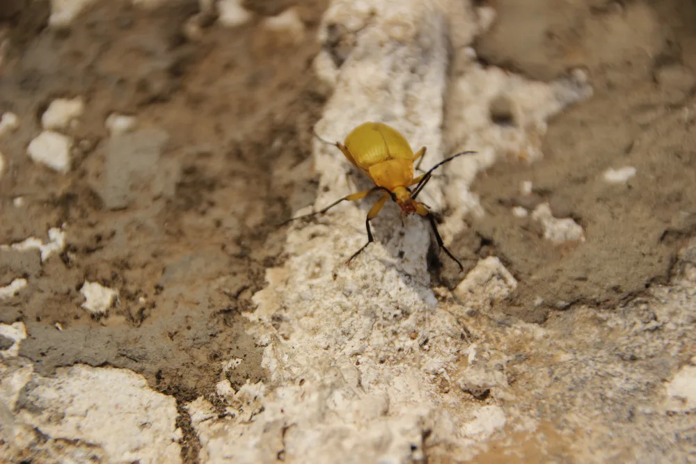 Pest control inspection