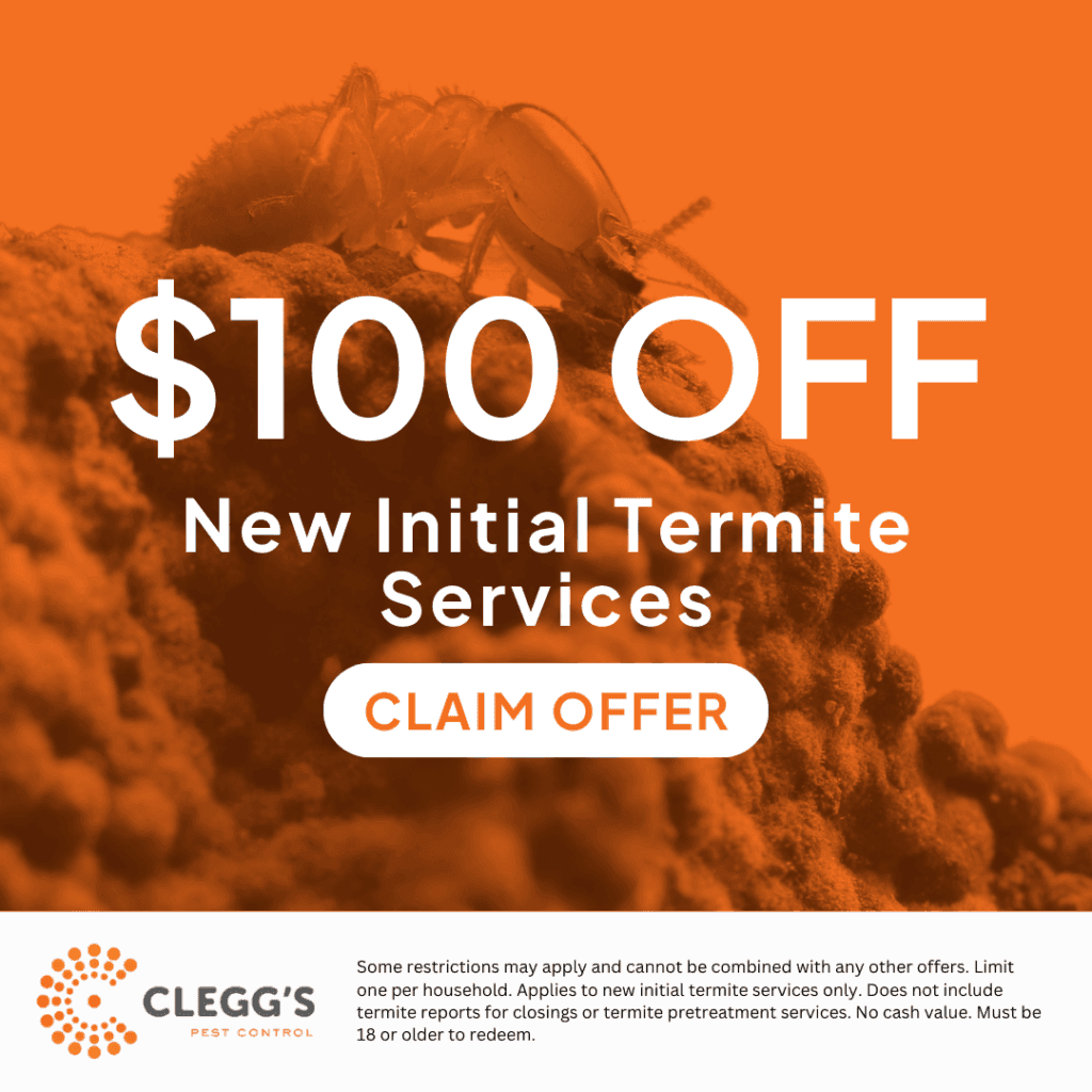 Termite services promotional graphic