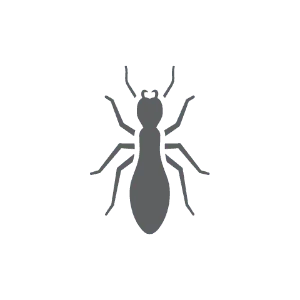 Termite pest control in Statesville NC