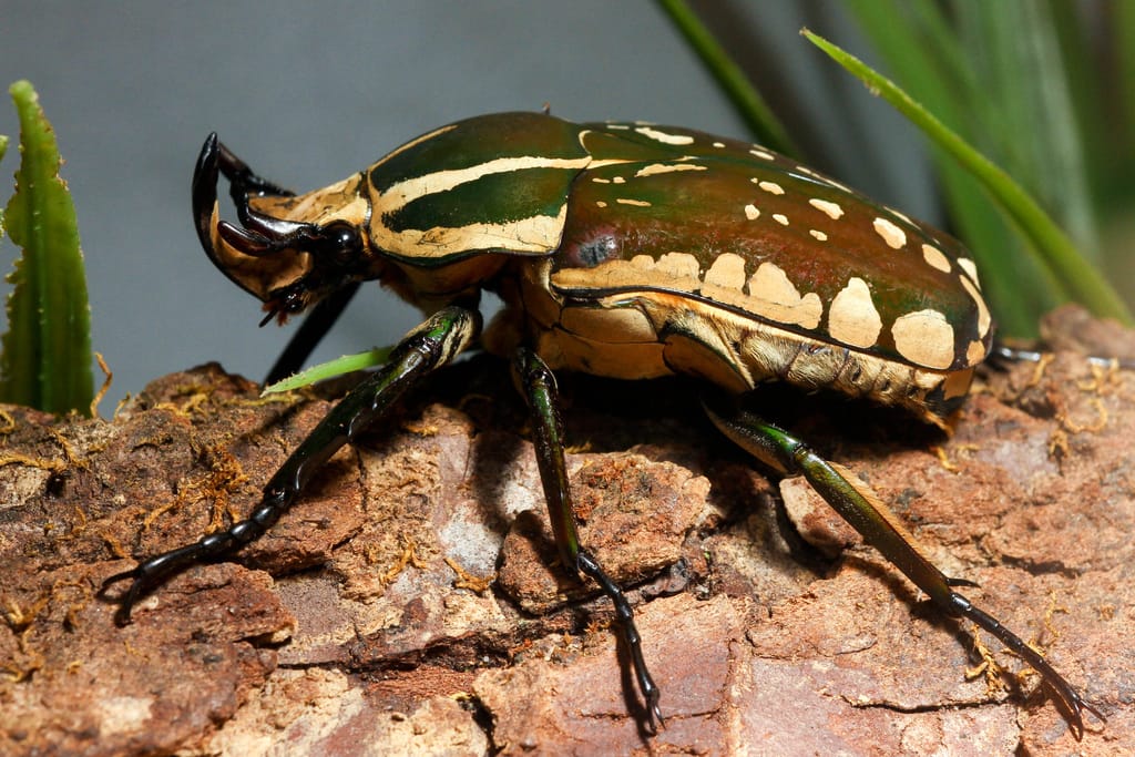 Flower beetle on a flower