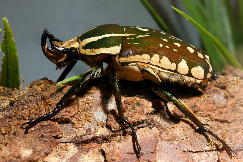 Flower beetle on a flower