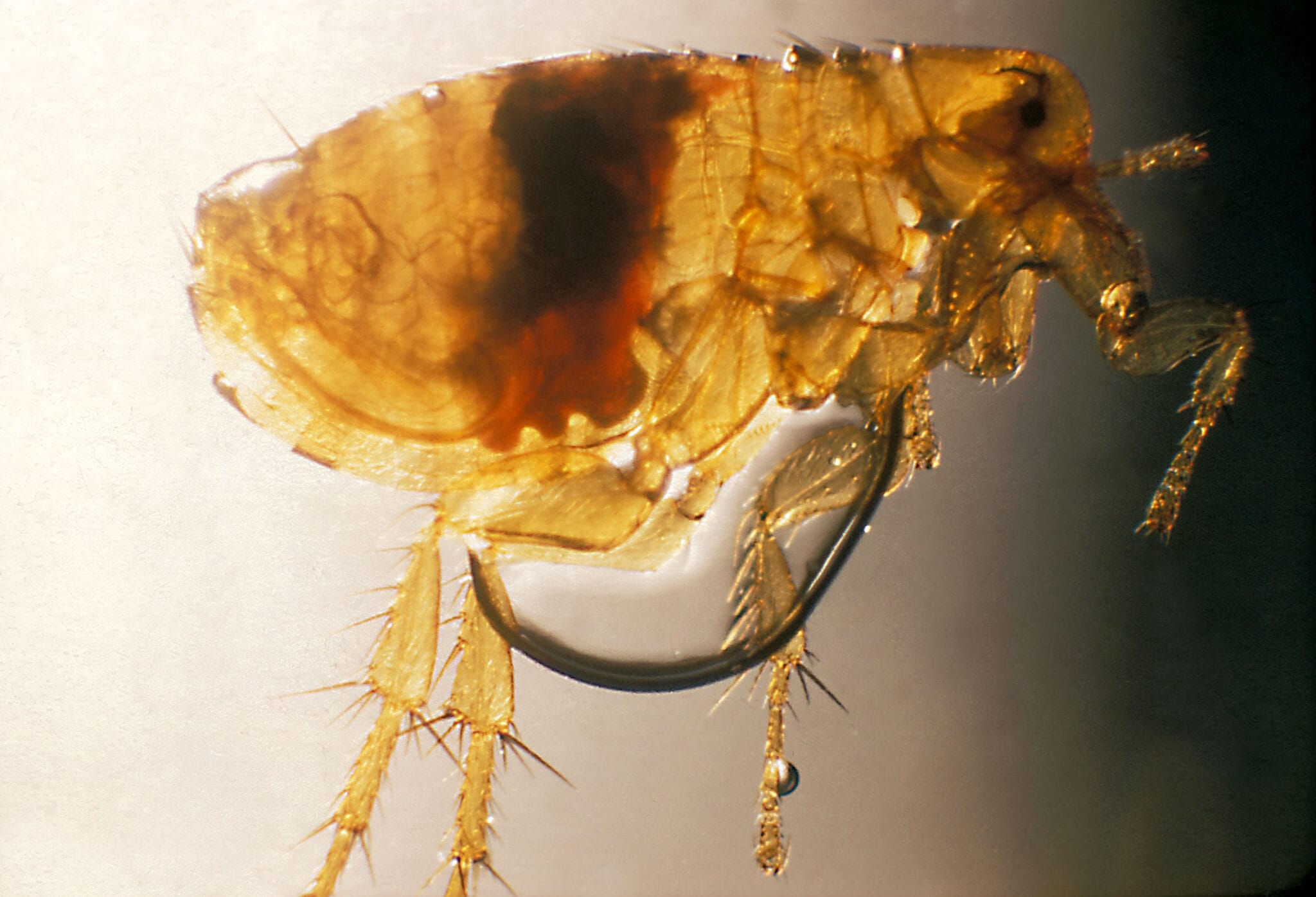 Oriental Rat Fleas - Cleggs