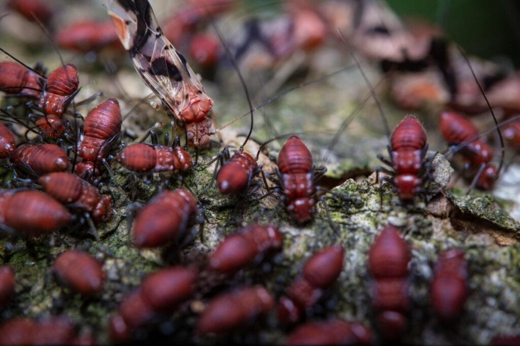 Colony of termites swarming on tree bark during swarm season