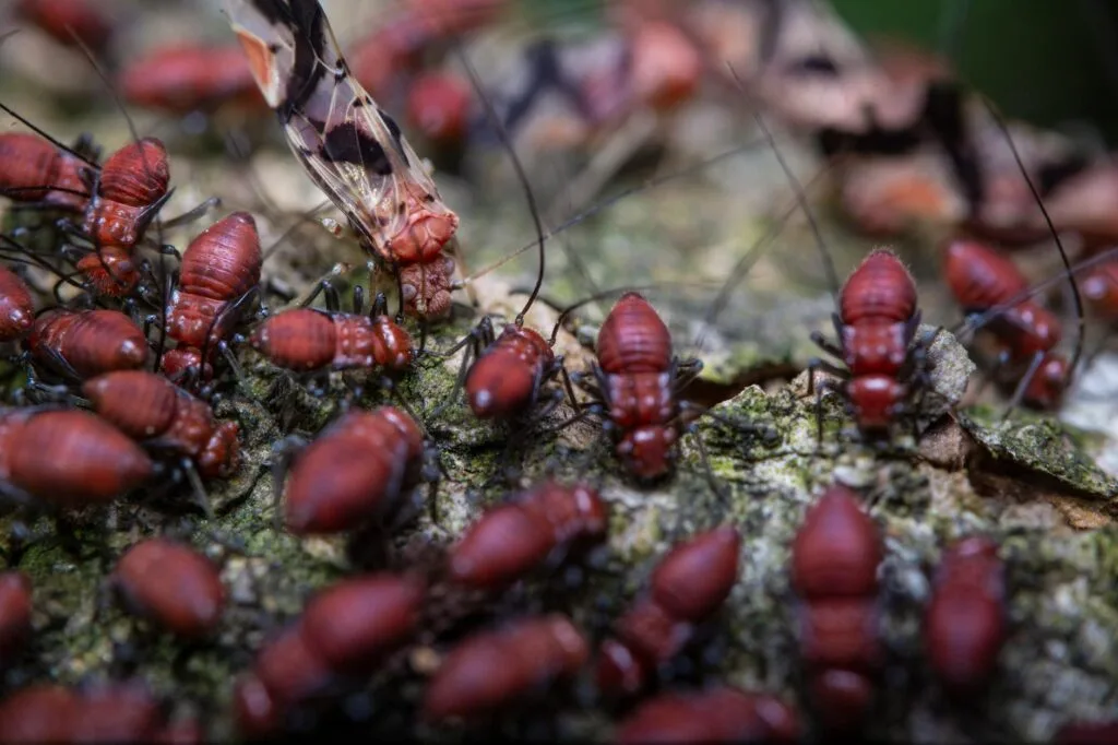 Colony of termites swarming on tree bark during swarm season