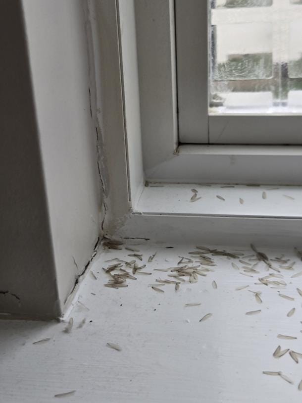Discarded termite swarmer wings piled on a windowsill, a common sign of termites in a Morehead City home