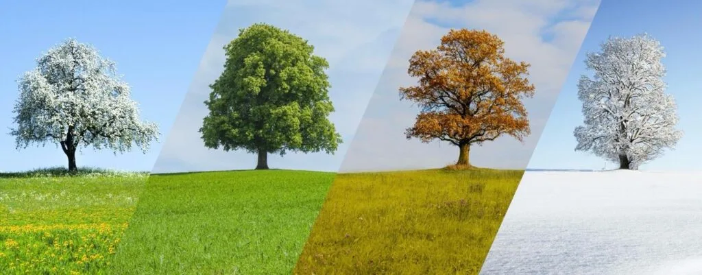 The same tree shown across spring, summer, autumn and winter, illustrating how seasonal weather shifts drive North Carolina pest activity
