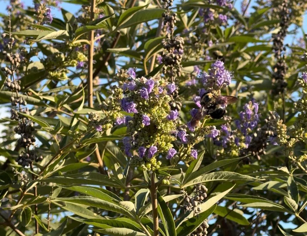 Carpenter bee feeding on purple vitex blossoms in a North Carolina garden during National Pollinator Month
