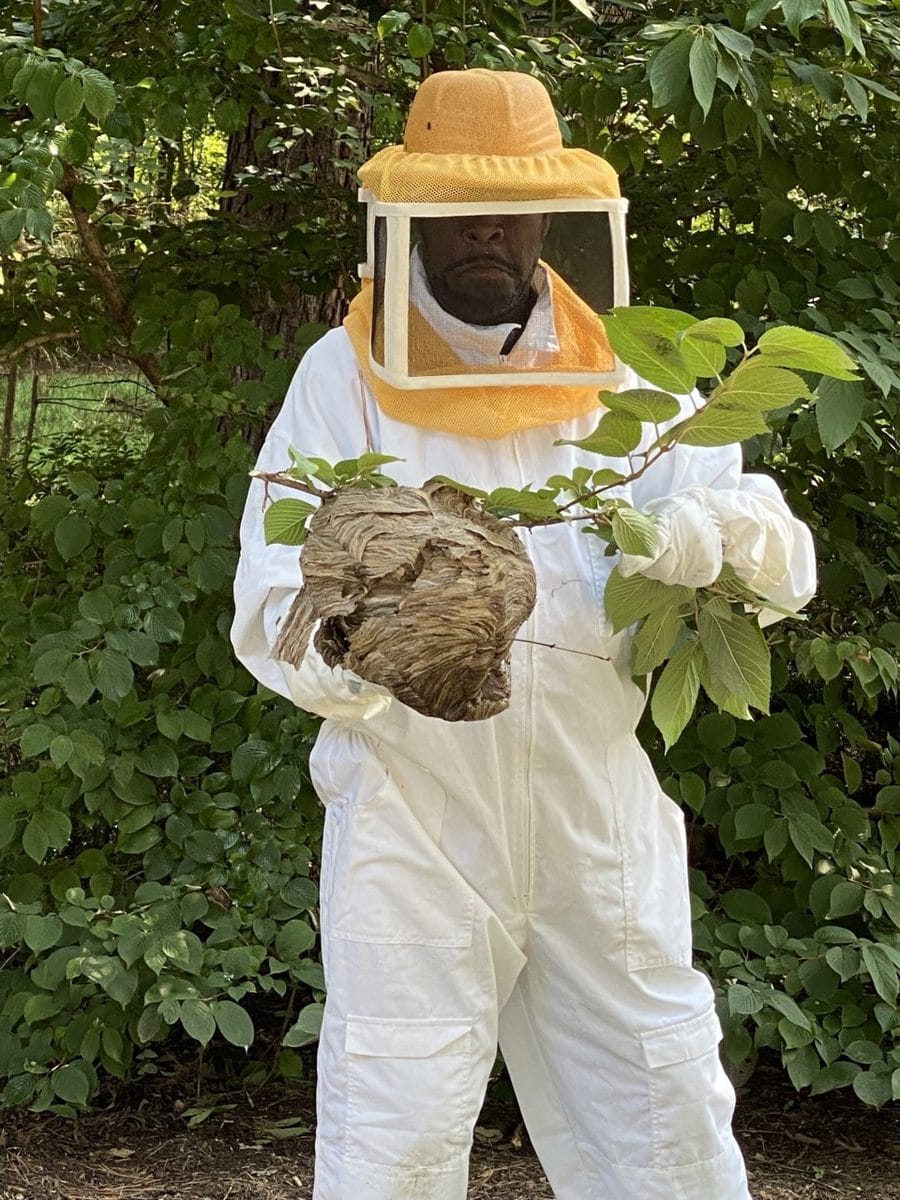 Clegg's Pest Control technician in a full white bee suit and veil holding a removed grey paper bald-faced hornet nest on a branch