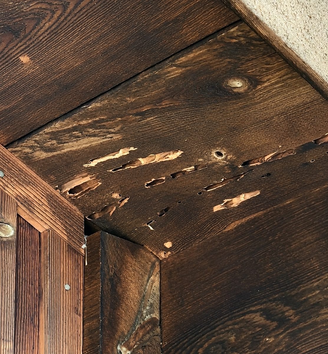 Carpenter bee tunnels in a stained wooden beam widened into long gouges by woodpeckers on the exterior of a North Carolina home