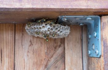 A small wasp nest hangs from the underside of a wooden fence, with wasps crawling around