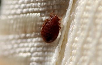 Close-up shot of a bed bug on top of a piece of fabric.